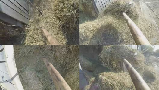 一个人在乡下的谷仓里用干草叉铲干草的观点高清在线视频素材下载