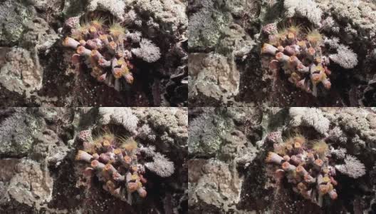 水下放松视频珊瑚礁在纯净透明的红海。高清在线视频素材下载