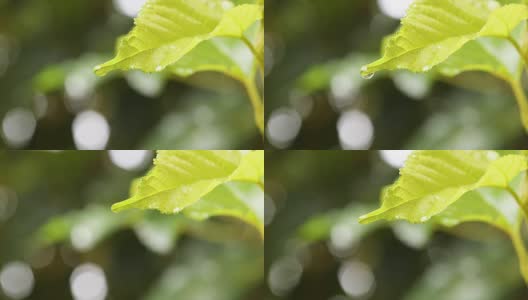 水雨滴与新鲜的绿叶为自然背景的近距离露珠从树叶上落下，4K Dci分辨率高清在线视频素材下载