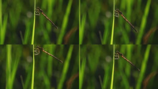 蜻蜓栖息在草地上，带着声音飞着高清在线视频素材下载