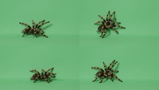 绿幕蜘蛛高清在线视频素材下载