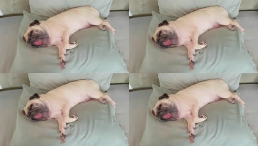 哈巴狗正在午睡，躺在床上的枕头上休息，舌头伸着，看起来很滑稽高清在线视频素材下载