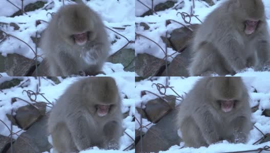 4k:日本猴子在雪地里吃东西高清在线视频素材下载