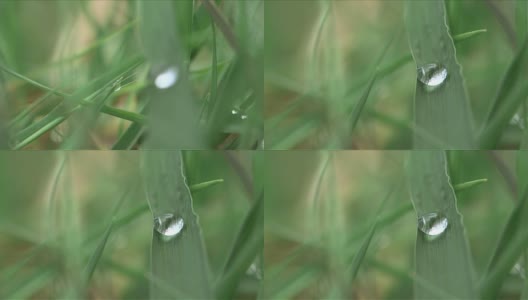 选择性地聚焦和近距离观察草叶上的单个液滴高清在线视频素材下载