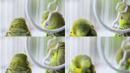 虎皮鹦鹉在鸟笼里梳理羽毛高清在线视频素材下载