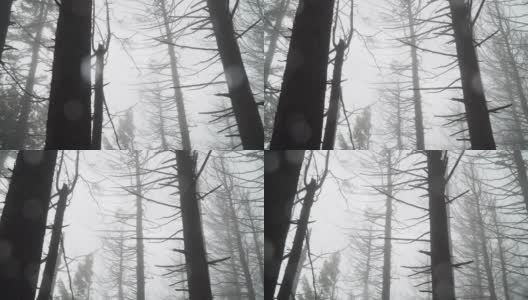 低角度的裸树高清在线视频素材下载