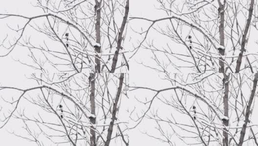雪林里，喜鹊在树枝上高清在线视频素材下载