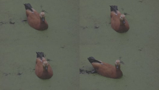 鸭子在盛开的湖面上。红毛鸭是鸭科的一员。Tadorna ferruginea在湖中游泳。4K慢动作120 fps视频，ProRes 422，未分级C-LOG 10位高清在线视频素材下载