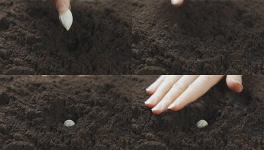 农夫近距离种植南瓜。女人们用手在潮湿的泥土里种下一颗南瓜籽，浇上水，再盖上一层土。高清在线视频素材下载