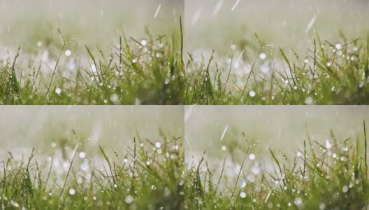 夏天，雨滴落在绿草上的特写。高清在线视频素材下载