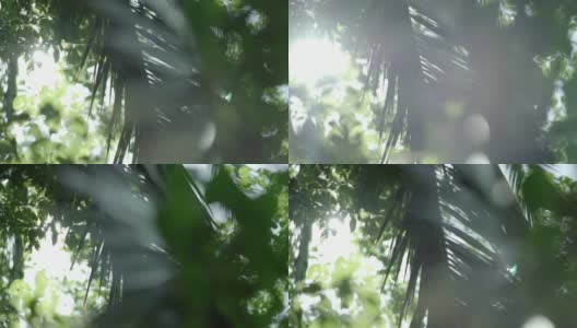 森林与树叶特写高清在线视频素材下载