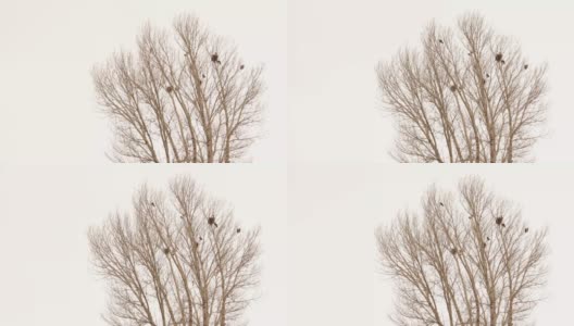土耳其埃尔祖鲁姆，冬天，一棵光秃秃的树上，乌鸦和它们的巢。树上有两种乌鸦(喜鹊和白嘴鸦)冬天天气寒冷-50°C乌鸦，下雪了，下雪了，结冰了冻结,冻结高清在线视频素材下载