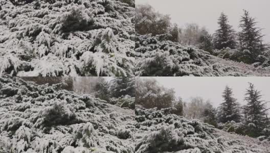 晚秋或初冬针叶林中的暴风雪高清在线视频素材下载