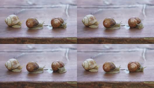 螺蛳或蜗牛是一种陆地蜗牛。勃艮第蜗牛在地上滑行。食用食用蜗牛。越来越多的蜗牛高清在线视频素材下载