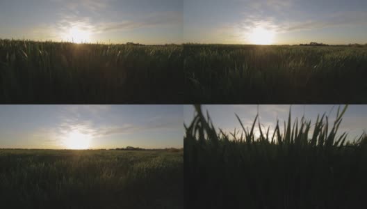 乡村夏季日落或日出时的风景。在阳光的照射下，从草地上升到田野的顶端。绿色的麦田，蓝色的天空在农场。绿色的草地。自然景观的荒野。农业高清在线视频素材下载