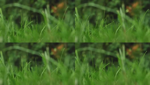 微距拍摄的绿色茂盛的草，夏天温暖的风摇曳。高清在线视频素材下载