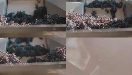工人们正在把新鲜收获的葡萄摆放在分类台上。特写镜头高清在线视频素材下载