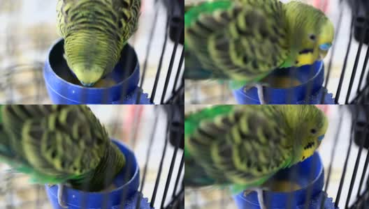 虎皮鹦鹉在鸟笼里吃东西高清在线视频素材下载