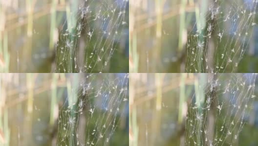 破旧的蜘蛛网和被困的昆虫。高清在线视频素材下载