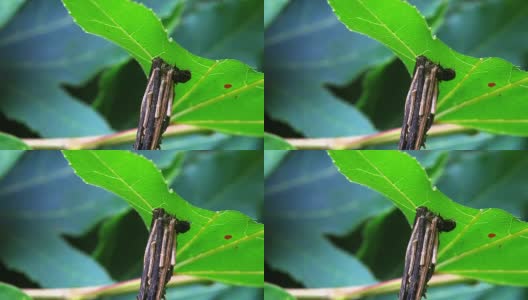 吃枫叶的昆虫高清在线视频素材下载