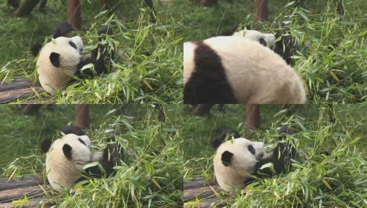 懒的熊猫高清在线视频素材下载