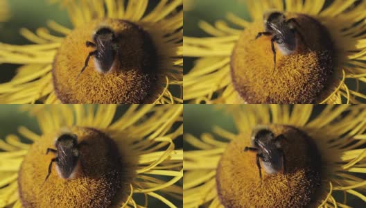 大黄蜂在花上高清在线视频素材下载