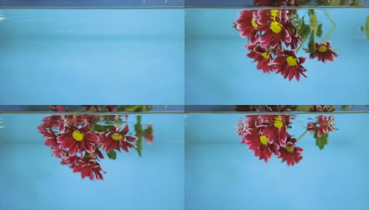 花在透明的水在一个蓝色的背景高清在线视频素材下载