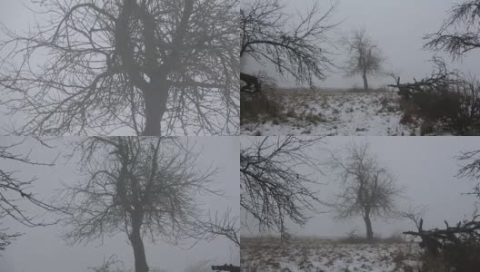 冬天结束了，在荒废的花园中，晨雾弥漫高清在线视频素材下载