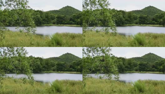 竹叶在风中，眼前的湖景，镜头高清在线视频素材下载