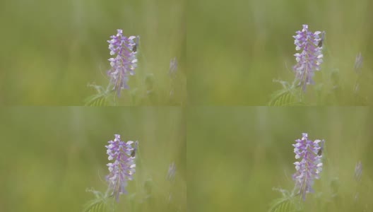 野豌豆花在地里长得很近。野豌豆花开花了。日落背光，移动拍摄，现场浅景深，50帧/秒。高清在线视频素材下载