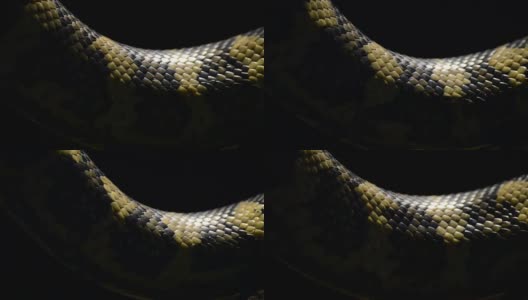 钻石蟒蛇鳞片近距离经过-莫雷里亚·斯皮塔高清在线视频素材下载