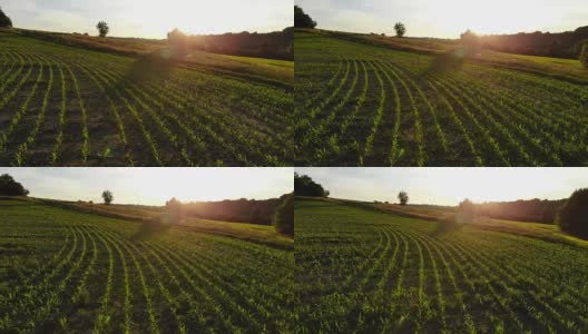 一个农场在日落-飞行在一个惊人的风景高清在线视频素材下载