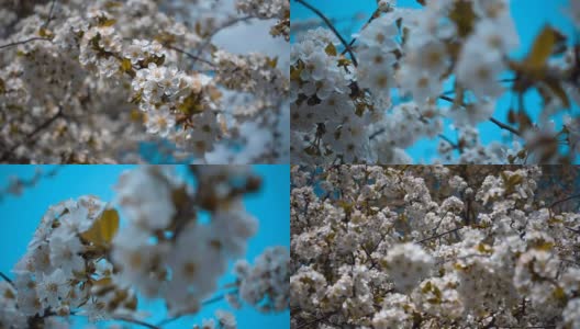 春天樱花枝头开着白色的花和绿色的叶子高清在线视频素材下载