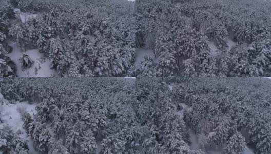 航拍冬雪针叶林的圣诞森林高清在线视频素材下载