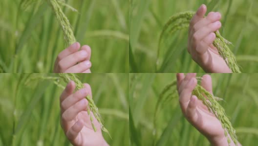 一只手的近距离接触在稻田中间的一个种植园里的水稻植物。高清在线视频素材下载