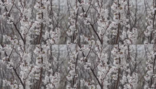 湿雪背景上盛开的杏枝。特写镜头高清在线视频素材下载