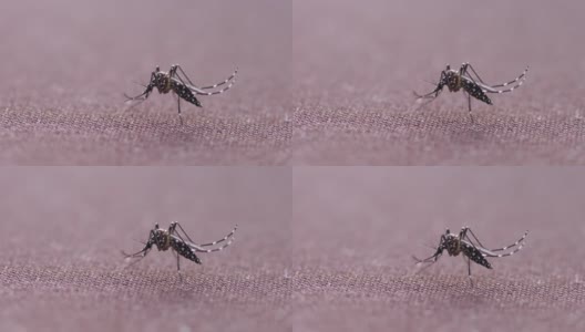 棕色布上的蚊子高清在线视频素材下载