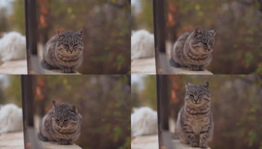 一只灰色的流浪猫在敖德萨公园外面吃东西高清在线视频素材下载