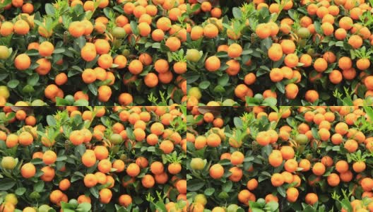 柑橘类水果是中国春节的装饰品高清在线视频素材下载