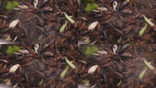炸蟋蟀是泰国街头小吃之一，你一定要尝尝。高清在线视频素材下载