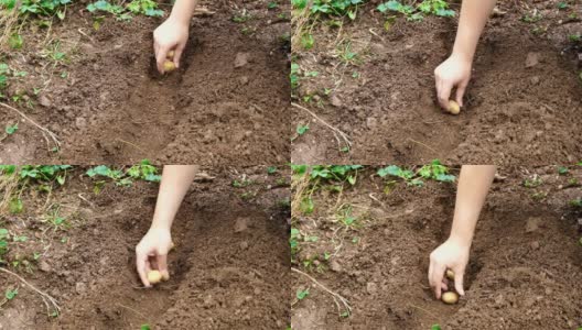 手工种植土豆。把土豆放在有机地里准备种植。用手在垄沟中种植土豆高清在线视频素材下载