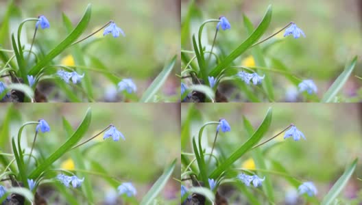蓝色的雪花莲近距离摇曳从浅风。春天的第一朵花。春天森林里的一片开着紫罗兰色花朵的林间空地高清在线视频素材下载