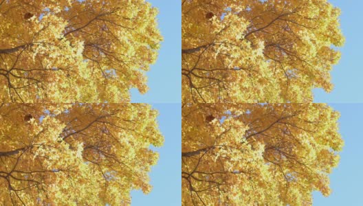 五颜六色的秋叶在风中摇曳高清在线视频素材下载