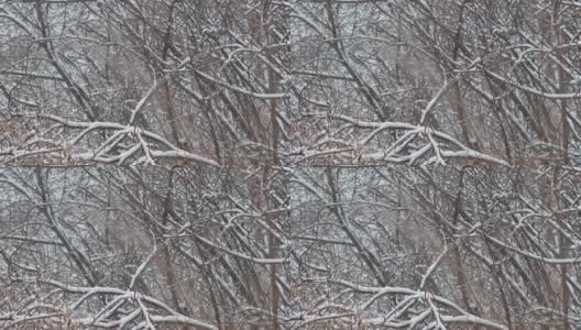 冬天树枝上的雪。雪花从云杉树枝上美丽地飘落下来。高清在线视频素材下载