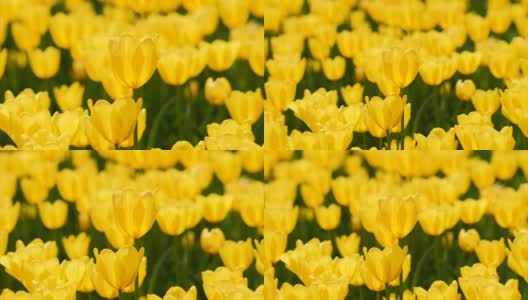 美丽的黄色郁金香花在郁金香田的风中摇摆，4k背光变焦镜头。高清在线视频素材下载