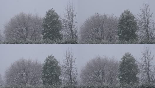 鸟群八哥冬雪树高清在线视频素材下载