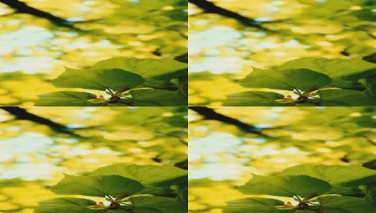 夏天的绿叶明亮自然垂直视频高清在线视频素材下载
