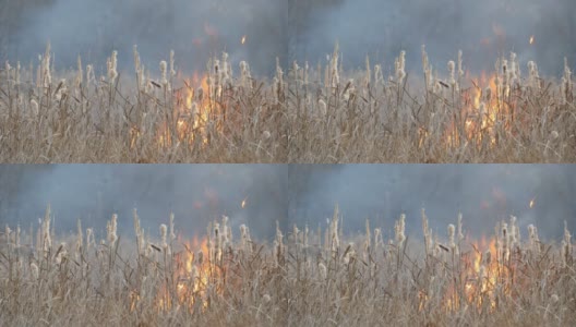 森林草原野火或风暴火灾的背景。大量的干草在火焰中燃烧。秋高气爽，灌木、草、树燃烧，风煽火高清在线视频素材下载