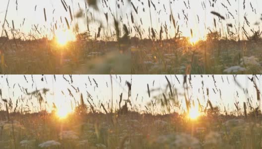 在一个炎热的夏夜，落日的阳光透过草地上高高的草和花的茎干照射进来高清在线视频素材下载