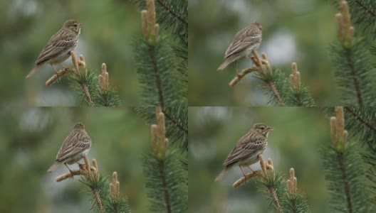 白桦树鹨(白花Anthus trivialis)春季鸣禽，白俄罗斯高清在线视频素材下载